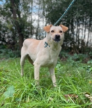 HÄNSEL, Hund, Labrador-Mix in Italien - Bild 3