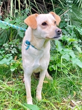 HÄNSEL, Hund, Labrador-Mix in Italien - Bild 4