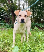 HÄNSEL, Hund, Labrador-Mix in Italien - Bild 5