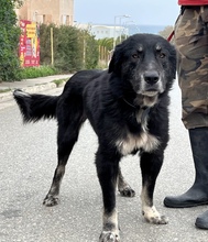 ANOUK, Hund, Mischlingshund in Griechenland
