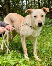 GRETEL, Hund, Labrador-Mix in Italien