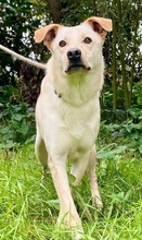 GRETEL, Hund, Labrador-Mix in Italien - Bild 2