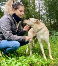 GRETEL, Hund, Labrador-Mix in Italien - Bild 3