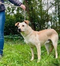 GRETEL, Hund, Labrador-Mix in Italien - Bild 4