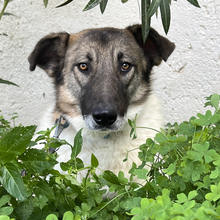 HONEY, Hund, Mischlingshund in Griechenland