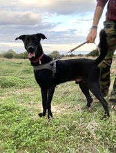 KIKO, Hund, Mischlingshund in Griechenland