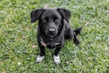 BALU, Hund, Pinscher-Terrier-Mix in Langwedel