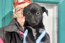 BALU, Hund, Pinscher-Terrier-Mix in Langwedel - Bild 12