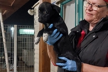 BALU, Hund, Pinscher-Terrier-Mix in Langwedel - Bild 13