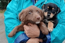 BALU, Hund, Pinscher-Terrier-Mix in Langwedel - Bild 16