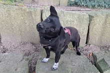 BALU, Hund, Pinscher-Terrier-Mix in Langwedel - Bild 2