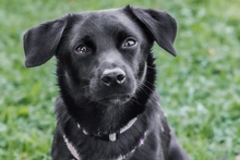 BALU, Hund, Pinscher-Terrier-Mix in Langwedel - Bild 3