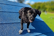 BALU, Hund, Pinscher-Terrier-Mix in Langwedel - Bild 4