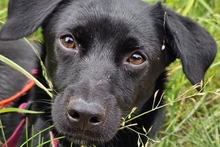 BALU, Hund, Pinscher-Terrier-Mix in Langwedel - Bild 9