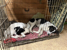 SOSO, Hund, Mischlingshund in Bulgarien - Bild 10