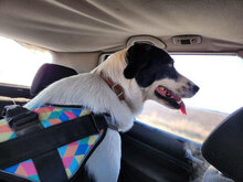 SOSO, Hund, Mischlingshund in Bulgarien - Bild 11