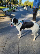 SOSO, Hund, Mischlingshund in Bulgarien - Bild 12
