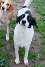 SOSO, Hund, Mischlingshund in Bulgarien - Bild 13