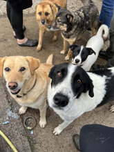 SOSO, Hund, Mischlingshund in Bulgarien - Bild 9