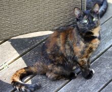 NELLI, Katze, Europäisch Kurzhaar in Hückelhoven - Bild 4