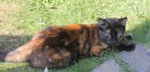 NELLI, Katze, Europäisch Kurzhaar in Hückelhoven - Bild 5