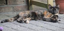 NELLI, Katze, Europäisch Kurzhaar in Hückelhoven - Bild 7