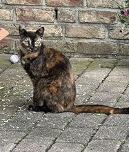 MAXI, Katze, Europäisch Kurzhaar in Hückelhoven - Bild 3