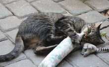 LUZIE, Katze, Europäisch Kurzhaar in Hückelhoven - Bild 2