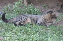 LISA, Katze, Europäisch Kurzhaar in Hückelhoven - Bild 4