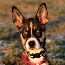 DAVIDOFF, Hund, Siberian Husky-Deutscher Schäferhund-Labrador-Mix in Lauf