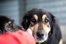 HOPE, Hund, Mischlingshund in Rumänien - Bild 1