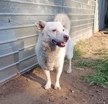 SNOWY, Hund, Mischlingshund in Rumänien - Bild 2