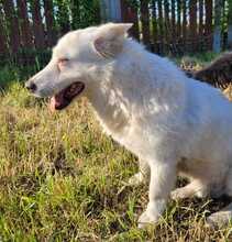 SNOWY, Hund, Mischlingshund in Rumänien - Bild 4