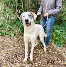 ARTURO, Hund, Mischlingshund in Italien - Bild 4