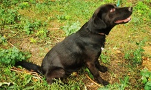 WANDA, Hund, Labrador-Mix in Schafflund - Bild 2