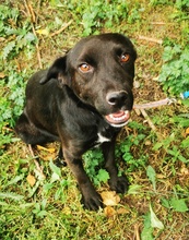 WANDA, Hund, Labrador-Mix in Schafflund - Bild 3