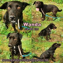 WANDA, Hund, Labrador-Mix in Schafflund - Bild 6