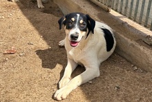 PALMA, Hund, Jagdhund-Golden Retriever--Mix in Italien - Bild 2