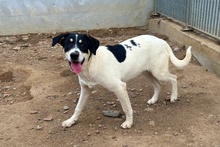 PALMA, Hund, Jagdhund-Golden Retriever--Mix in Italien - Bild 3