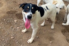 PALMA, Hund, Jagdhund-Golden Retriever--Mix in Italien - Bild 4