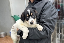 PALMA, Hund, Jagdhund-Golden Retriever--Mix in Italien - Bild 5