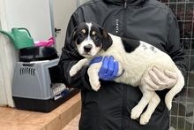 PALMA, Hund, Jagdhund-Golden Retriever--Mix in Italien - Bild 6