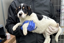 PALMA, Hund, Jagdhund-Golden Retriever--Mix in Italien - Bild 9