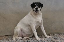 PALMA, Hund, Mischlingshund in Italien - Bild 1