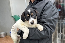 PALMA, Hund, Mischlingshund in Italien - Bild 12