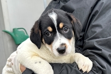 PALMA, Hund, Mischlingshund in Italien - Bild 14