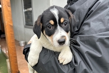 PALMA, Hund, Mischlingshund in Italien - Bild 15