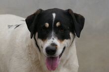 PALMA, Hund, Mischlingshund in Italien - Bild 2