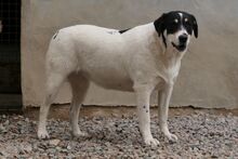 PALMA, Hund, Mischlingshund in Italien - Bild 3