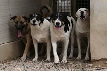PALMA, Hund, Mischlingshund in Italien - Bild 5